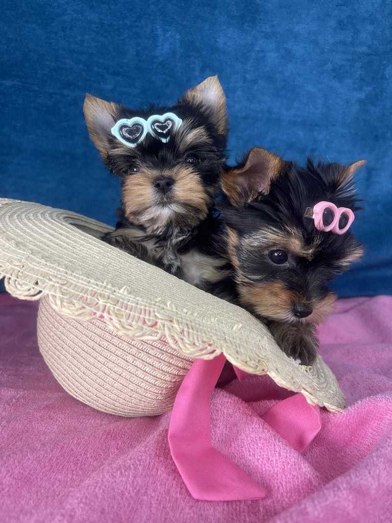 Yorkshire Terrier puppies