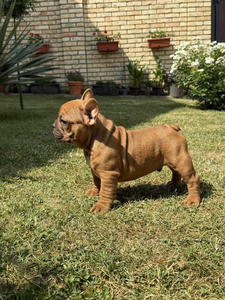 French Bulldog Od kuce don