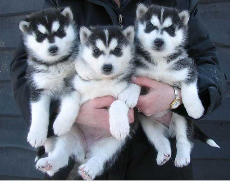 Sibiřská husky štěňátka s PP