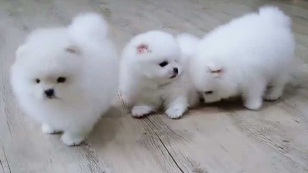Německý špic. Mini pomeranian s PP