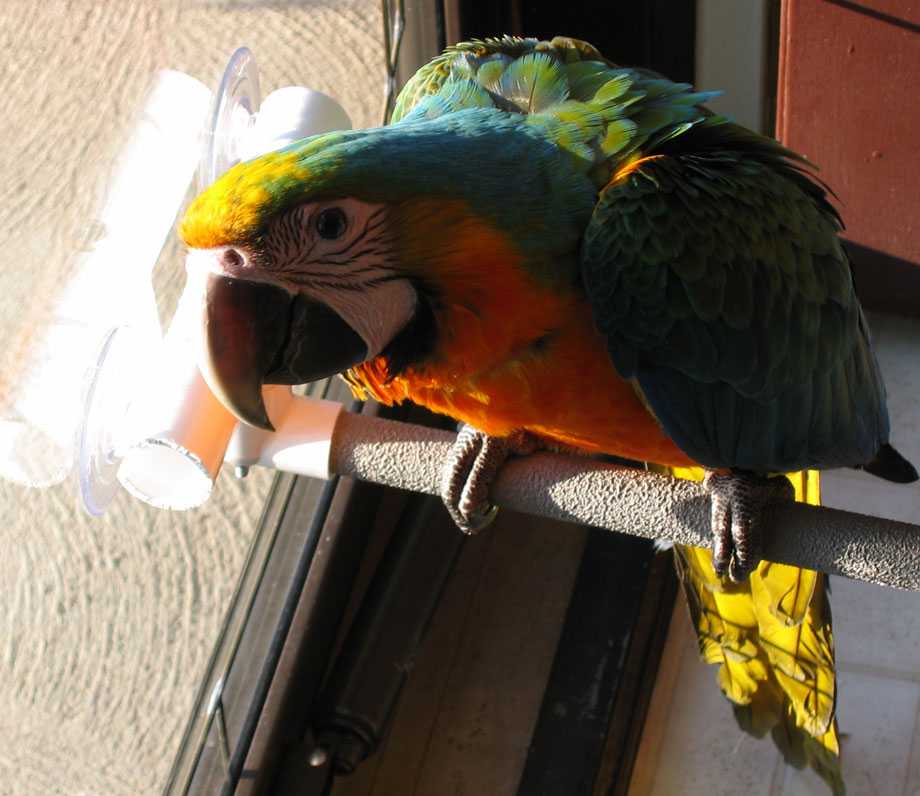 Krásný ara catalina papoušek pro bezplatné osvojen