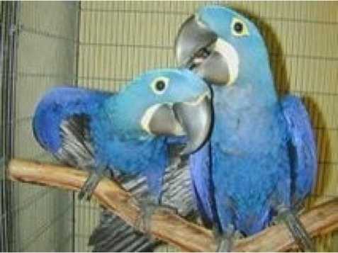 Prodám Ara Hyacint papoušek