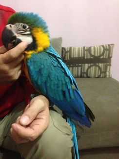 Prodám Ara Ararauna papoušek