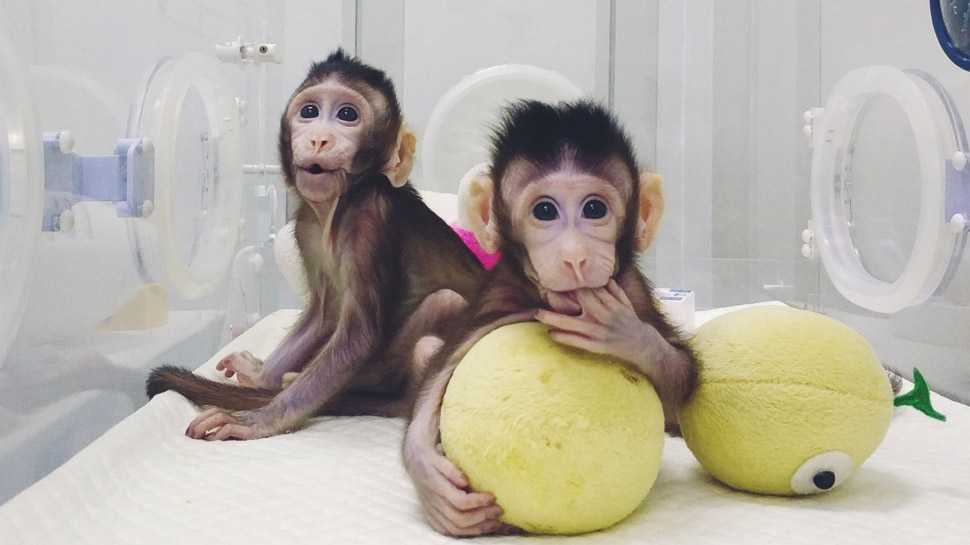 Nabídka  Sladký Kapucínský opice