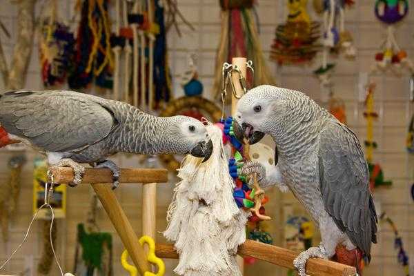 Nabídka Žako Africké šedé papoušci