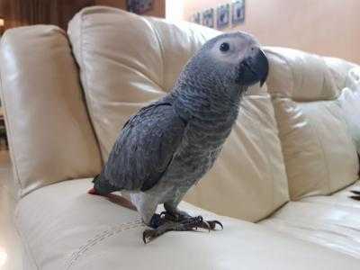 Žako Africké šedé papoušci  pro prodej