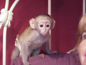 Prodám Kapucínský opice