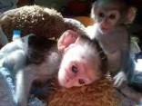 Kapucínský opice S dokumenty