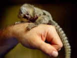 Baby Marmoset opice pro přijetí