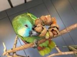 Vlašské ořechy (2018)na krmení papoušků