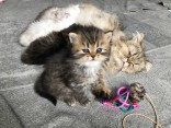 Perská koťata