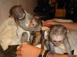 Prodám Kapucinsky opice
