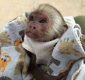 vyškolené dětské kapucínské opice na prodej