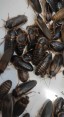Krmný hmyz - Šváb argentinský (baptica dubia)