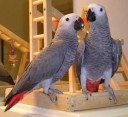 2 domácí trénovaní šedí papoušci