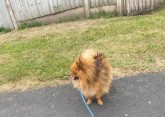 Pomeranian štěně na prodej