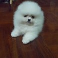 Cute and Adorable Pomeranian puppies for sale