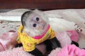 Priateľské opice kapucínky na predaj,