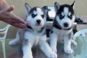 Cachorros de husky siberiano gris de 2 meses en ad