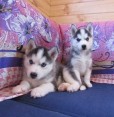 Venta de cachorro de husky siberiano desde bebé