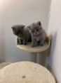 K adopci je k dispozici zdarma britská modrá kočka