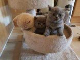 Britská krátkosrstá šedá koťata prodej za výhodnou