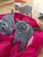 Britská černobílá kočka k adopci zdarma