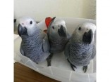 Charlie africký papoušek šedý velmi milující a přá