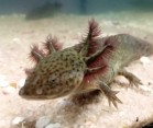 2x Axolotl mexický včetně akvária a filtru