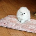Roztomilá maličký šálek Pomeranian štěňata