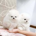 Cute Teacup Pomeranian Puppies