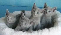 Modrá ruská koťátka k dispozici