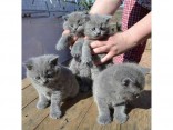 K dispozici britská krátkosrstá koťata