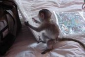 roztomilá a krásná opice na prodej