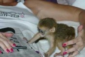 Malý sladký samec a samice kapucínské opice