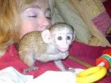 milující socializované mládě kapucínské opice