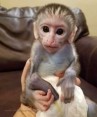 Volná a hravá kapucínská opice k bezplatné adopci