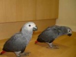 Africké šedé papoušky na prodej za velmi dobrou ce