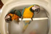 papugi ara dostępne dla Ciebie i Twojej rodziny