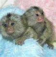 Samci a samice opic kosmanů k dispozici