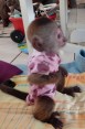 Roztomilé milující kapucínské opice připraveny