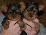 Šálek Yorkie / Jorkšírský teriér