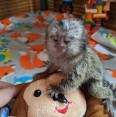 Opice marmoset k adopci