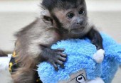 Prodám 9týdenní mláďata kapucínských opic!.