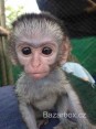 Socializovaná mláďata kapucínských opic na prodej$
