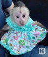Zdravá mláďata kapucínských opic na prodej.).