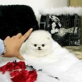 2 Prodám štěňata čistokrevného šálku pomeranian,.