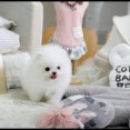 Nádherný šálek štěňat pomeranian na prodej*