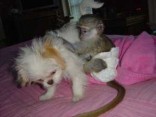 milující socializovaná mláďata opic kapucínských