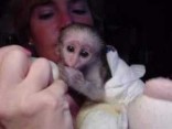 inteligentní a doma cvičená kapucínská opice
